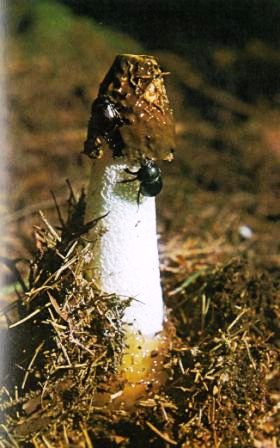 Stinkmorchel - Phallus impudicus (Fr. ex L.)